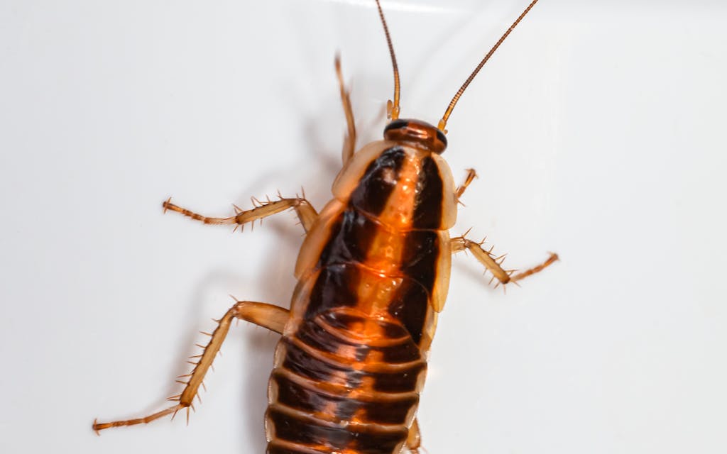 Blatte (cafard) en gros plan, signe d'une possible infestation