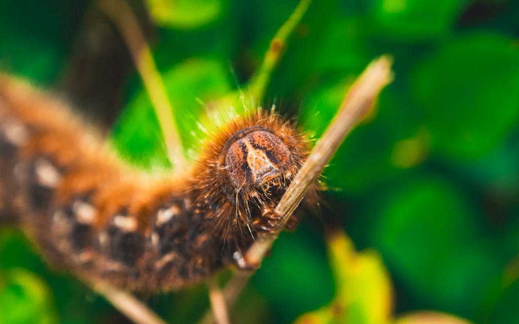 Chenille brune poilue en gros plan sur une tige