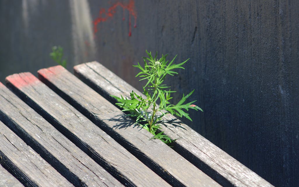 Mauvaise herbe poussant entre des lames, à désherber
