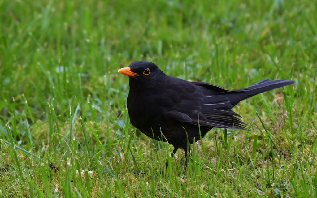 Merle noir au bec orange dans l'herbe d'un jardin