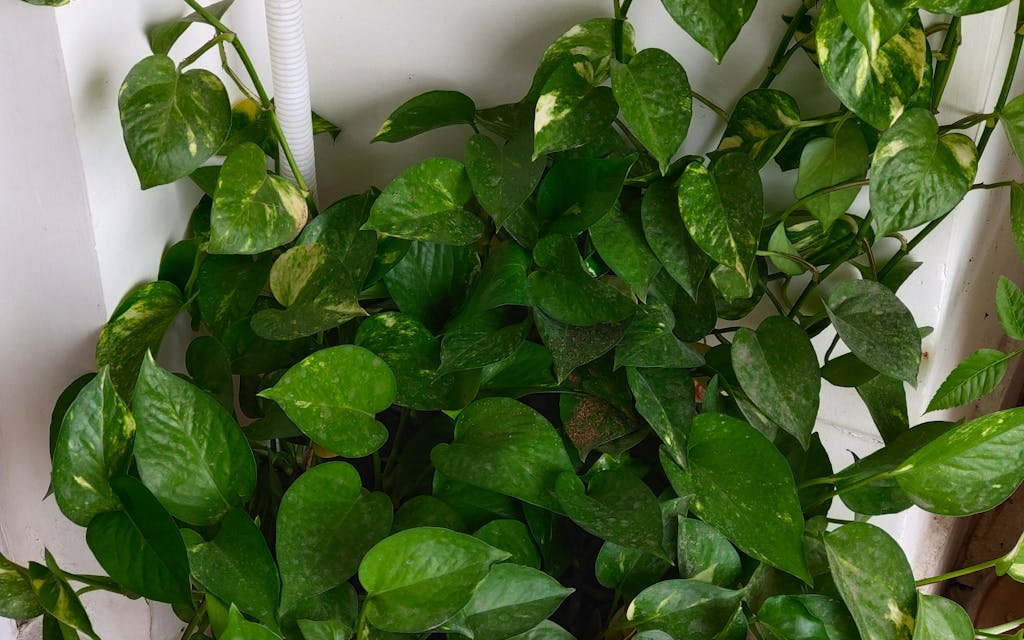 Plante grimpante d'intérieur de type pothos aux feuilles en cœur