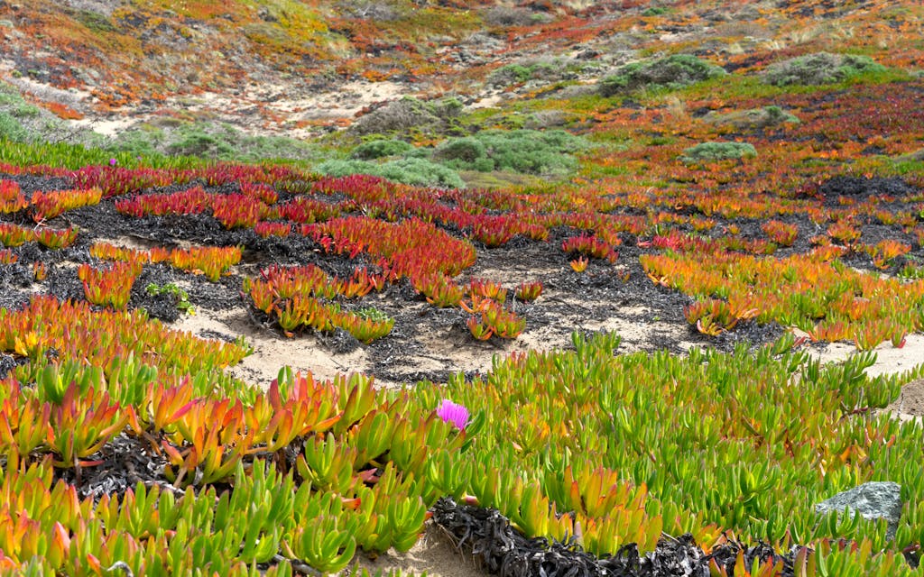 Plantes couvre-sol colorées fixant un talus en pente