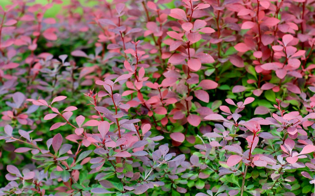 Feuillage panaché rose et vert d'un saule crevette
