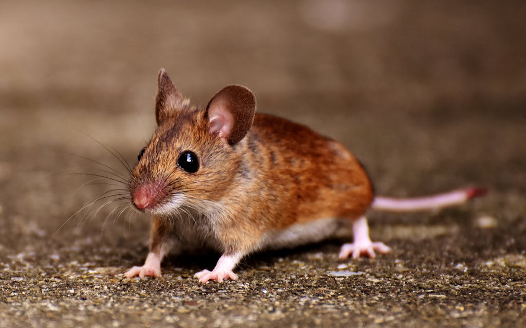 Souris dans une grange, à déloger