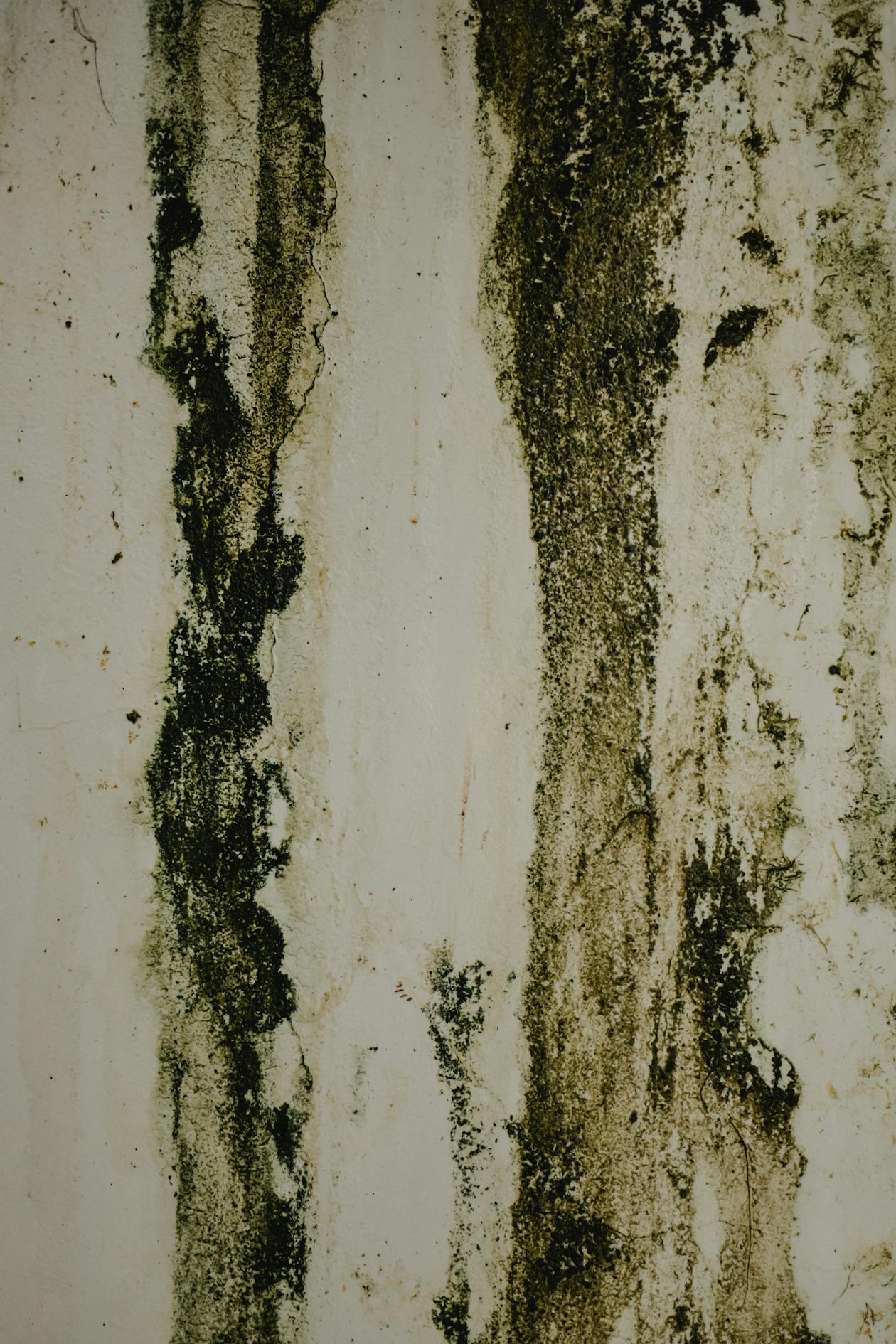 Taches noires de moisissures dans un coin de plafond humide