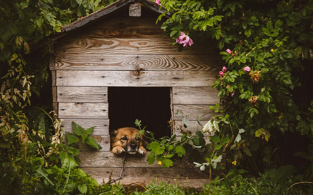 Niche en bois pour chien dans un jardin