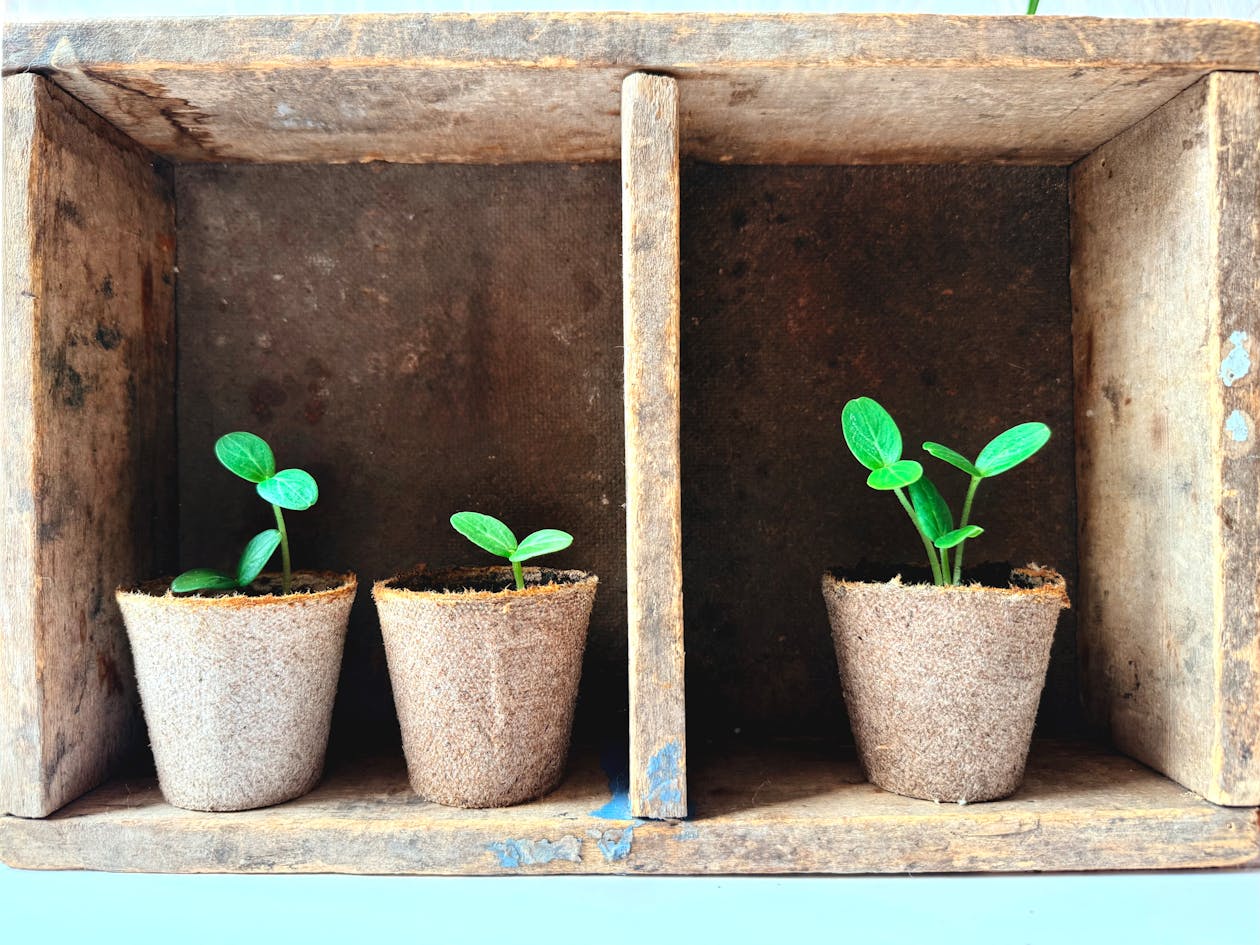 Plateaux de semis en intérieur avec plantules vertes bien levées