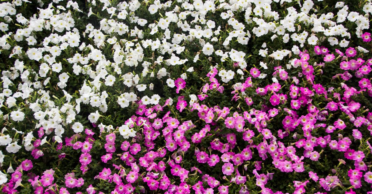 Création d'un massif de fleurs