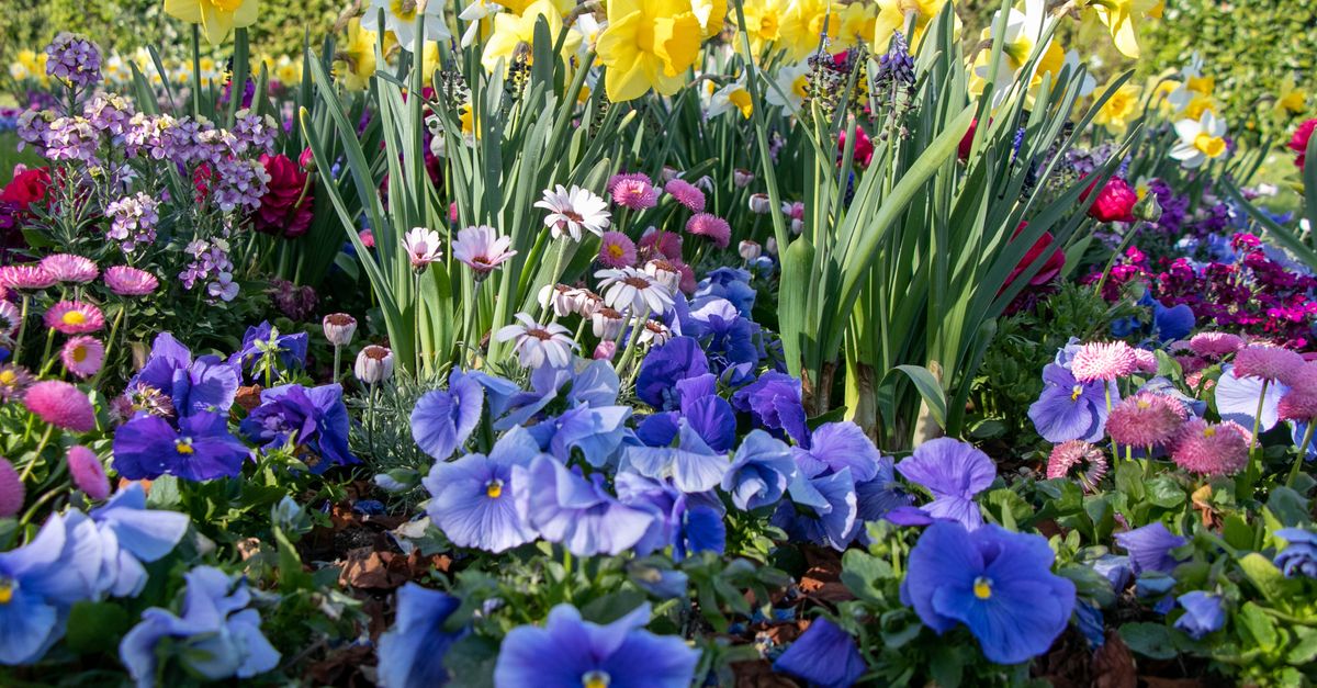 Massif de fleurs colorées en pleine floraison au jardin