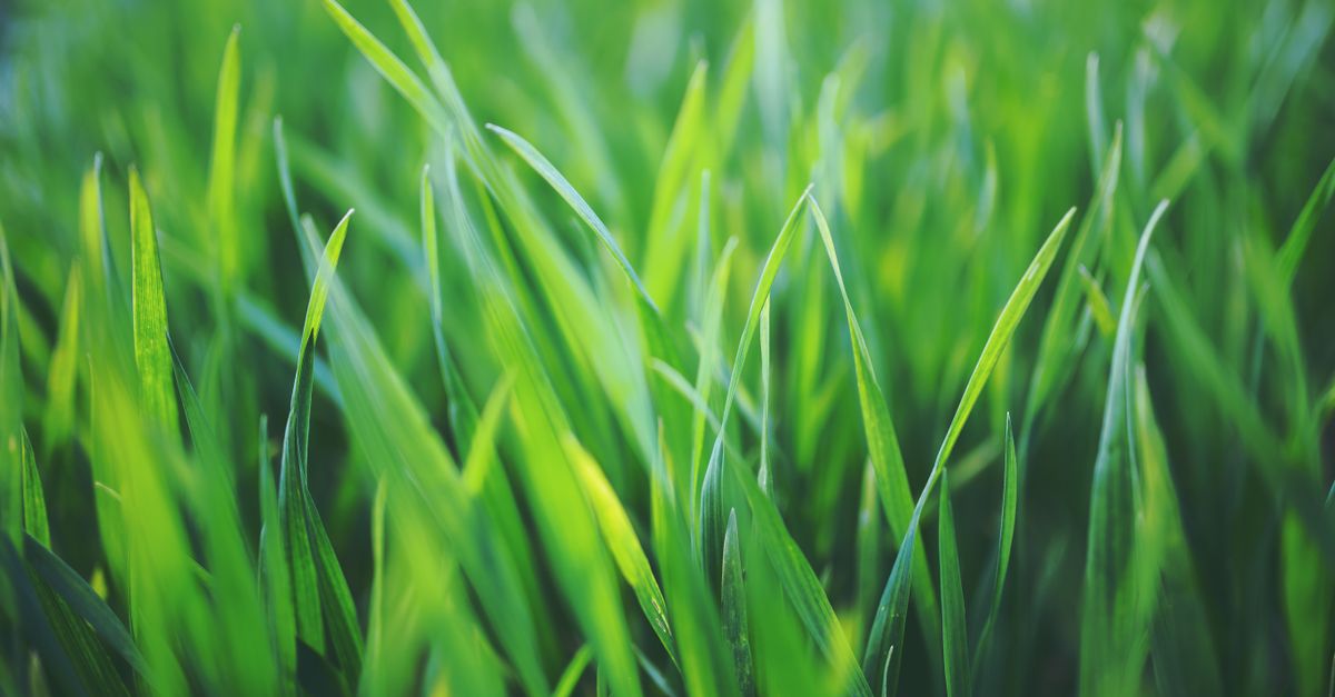 Gazon vert et entretenu naturellement au jardin