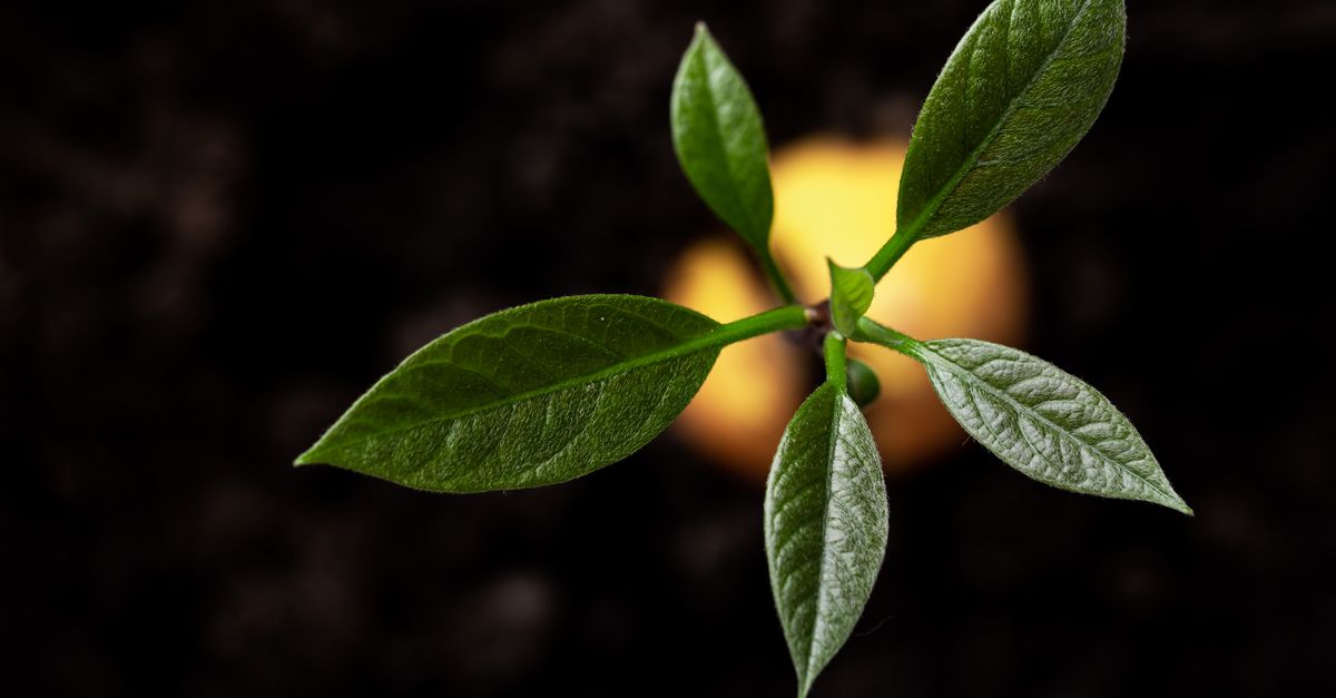 Jeune arbre fruitier mis en terre