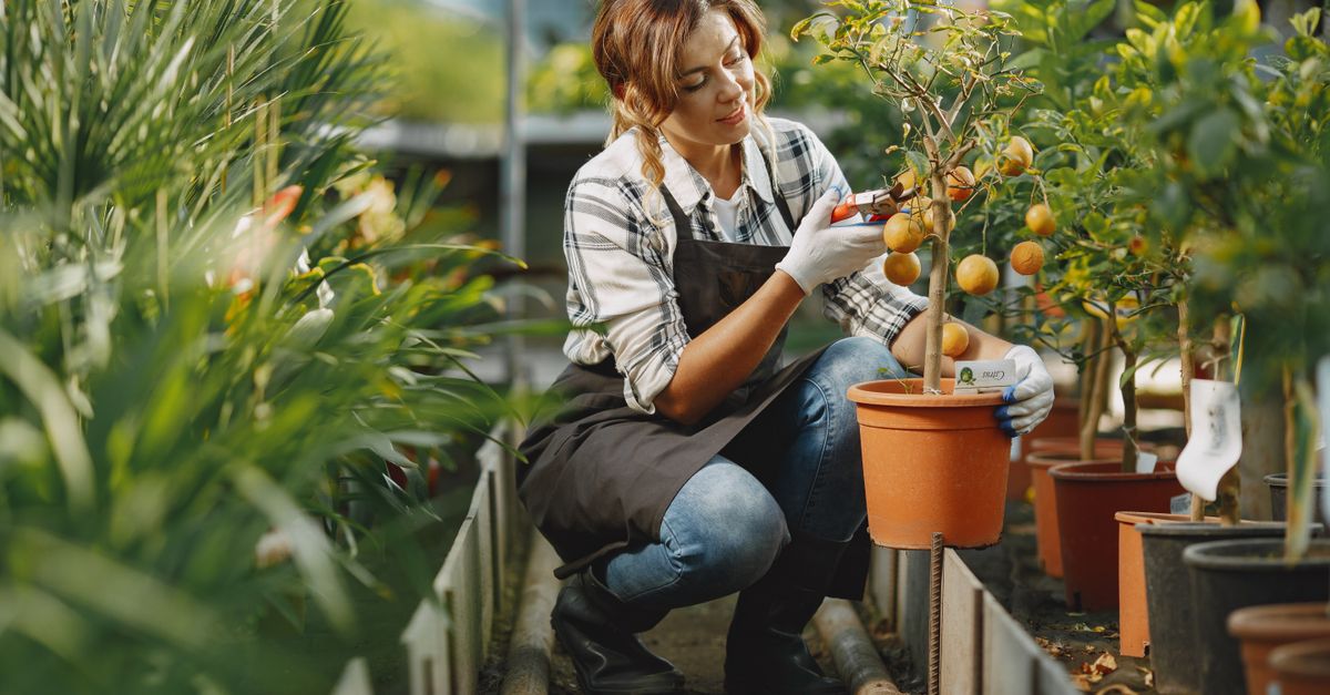 Jeune arbre fruitier mis en terre dans un jardin