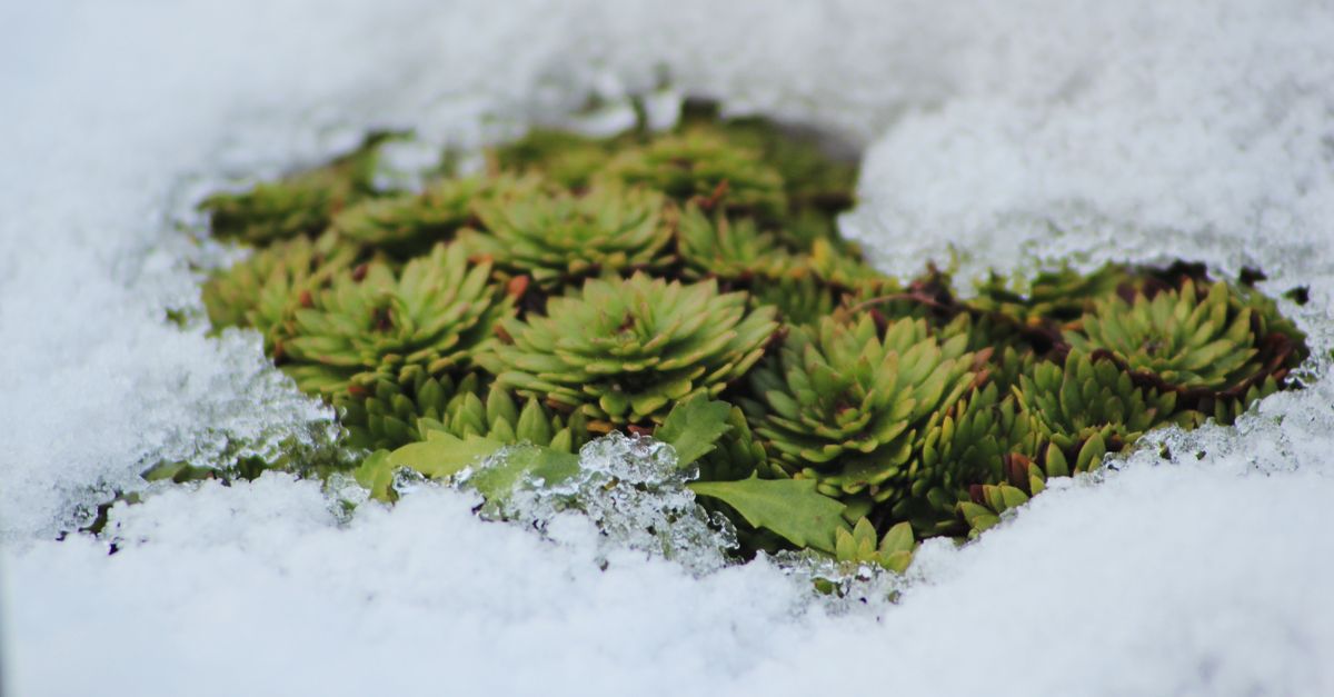 Végétaux abrités du gel au jardin