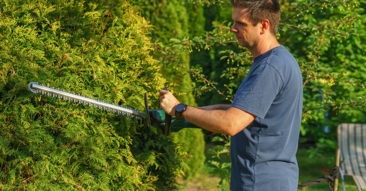 Entretien d'une haie de jardin