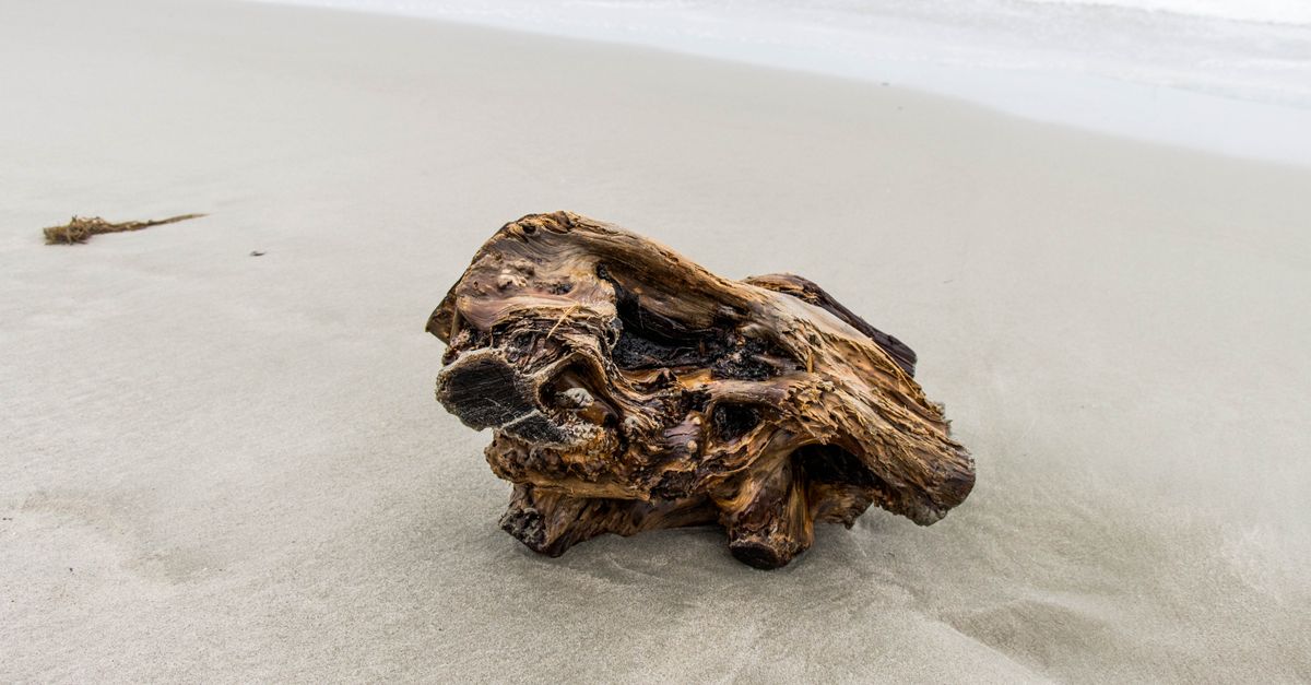 Morceaux de bois flotté gris argenté ramassés sur une plage